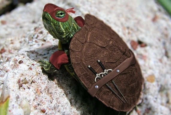 Any turtle still up and active ?? 
Do you prefer the old "Turtleclub" we used or the new <a href="/turtledotxyz/">Turtle</a>  ? 

I kinda liked the old one wbu ?