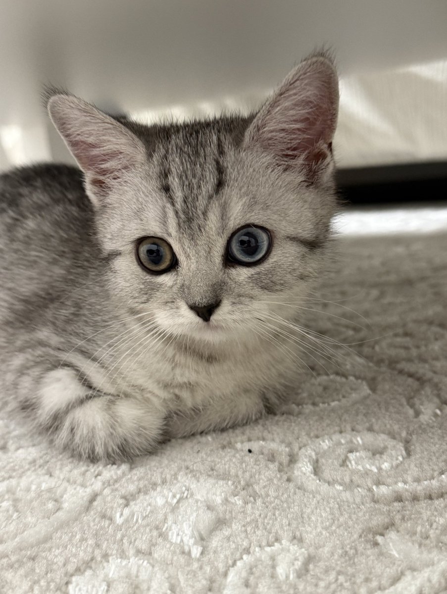 SEVENSTARSAMI's tweet image. meow