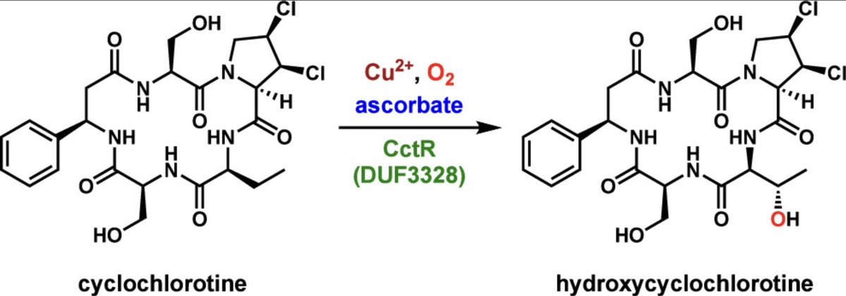 EnzymeChemistry's tweet image. Copper-Dependent Hydroxylation Catalyzed by the DUF3328 #Enzyme CctR by Kaushik Seshadri, Chen-Yu Chiang, Kyle K. Nagasawa, and @yitang_ucla at @uclachem in @J_A_C_S pubs.acs.org/doi/10.1021/ac…