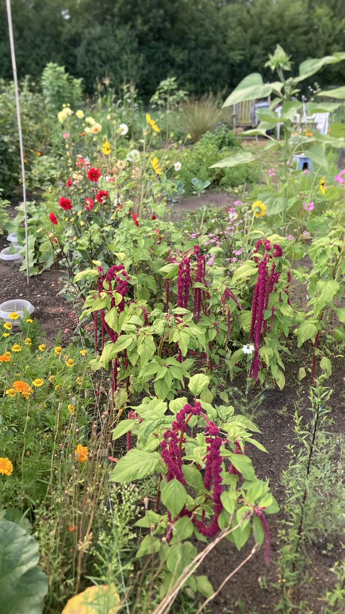 Mariska Oosterhuis tweet media