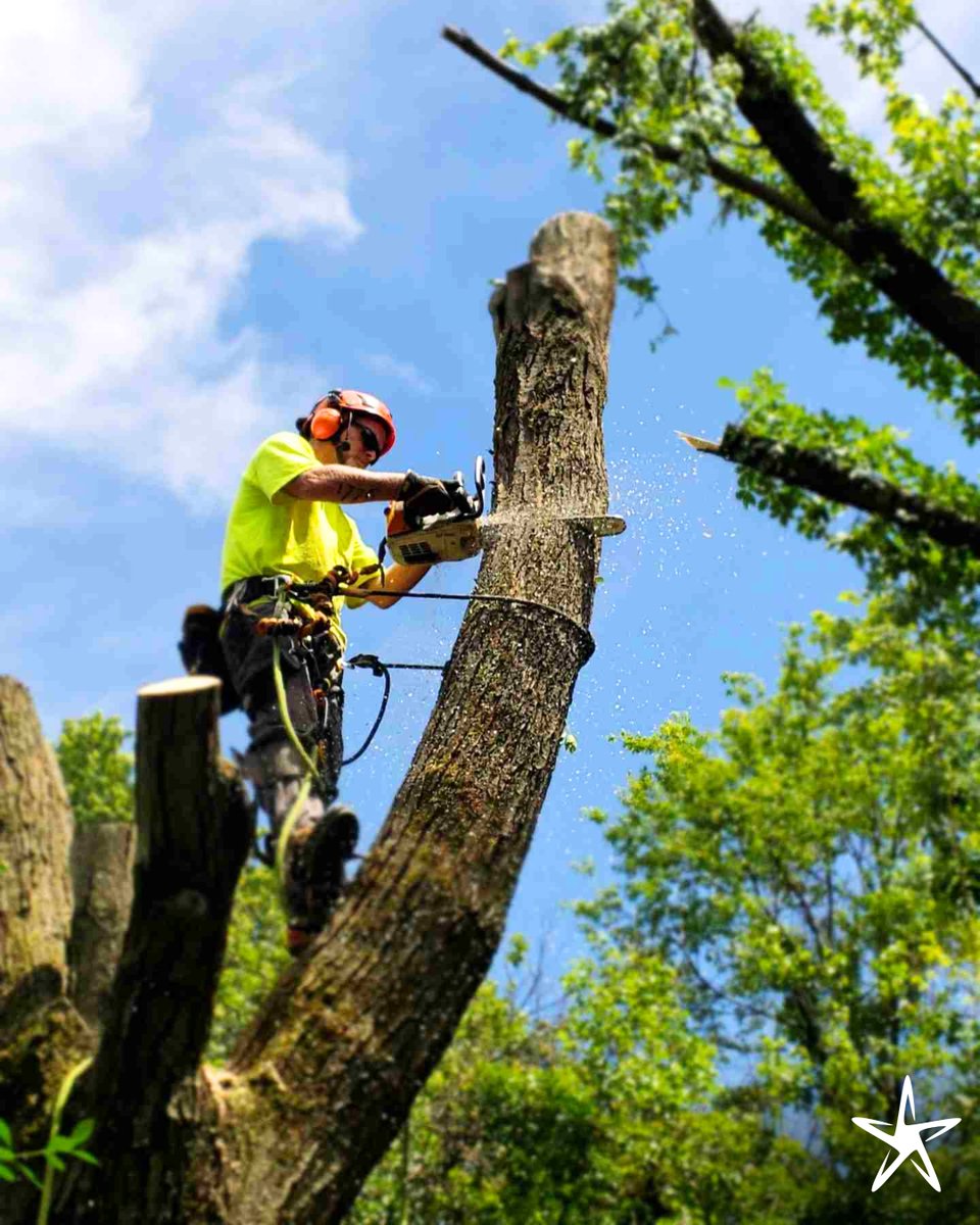 silverstartree's tweet image. 🌳 Safe & Professional Tree Removal
Dead, hazardous, or unwanted trees? We remove them safely and efficiently—no mess, no stress. 
📞 Book your service at silverstartree.com 
#TreeRemoval #SafeTreeWork #ArboristServices #KelownaTreeCare
