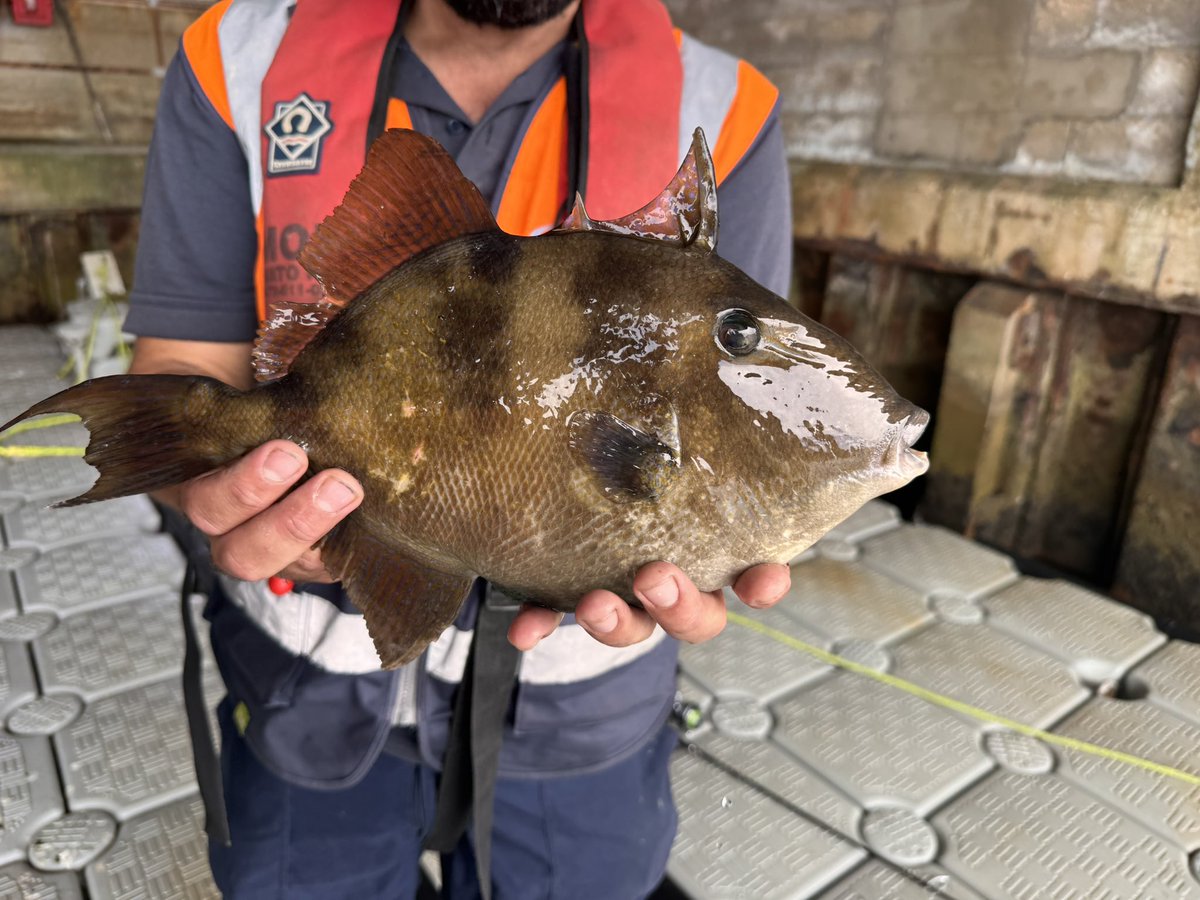 The Weymouth Sapper (@weymouthsapper) on Twitter photo Nice #Triggerfish caught in the Fleet this morning. These fish are becoming more common in the warmer water along the South Coast.
<a href="/brseafishing/">britishseafishing</a>
#Dorset Nice #Triggerfish caught in the Fleet this morning. These fish are becoming more common in the warmer water along the South Coast.
<a href="/brseafishing/">britishseafishing</a>
#Dorset