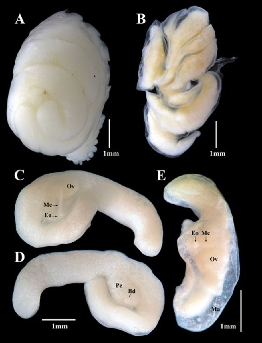 Congrats to Grace Kokasko for her first pub from her MS thesis (another soon!) on a new species of weird hyperparasitic barnacle from squat lobsters of New Zealand. A real team effort on this one! academic.oup.com/jcb/article-ab… 
@niwa_nz
<a href="/HofstraUHCLAS/">HCLAS</a>
<a href="/HofstraBiology/">Hofstra Biology</a>