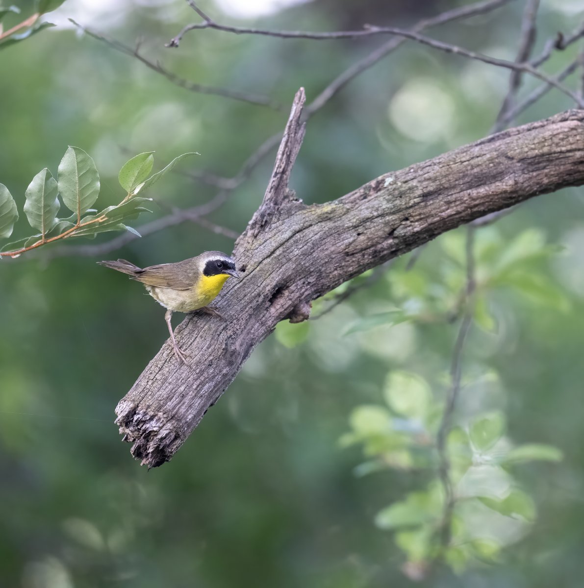 JocAPhotography's tweet image. This male Common Yellowthroat popped up to a branch to check things out and then quickly headed back into the brush.
