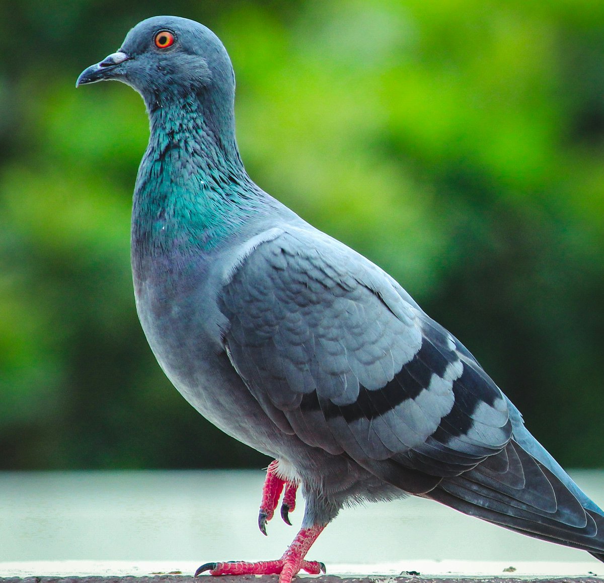 ItsInQueens's tweet image. Andrew Garn shares fun facts + photos about pigeons in #Flushing on July 27 at 1:30 pm. @wildbirdfund More: tinyurl.com/mrseyxs8