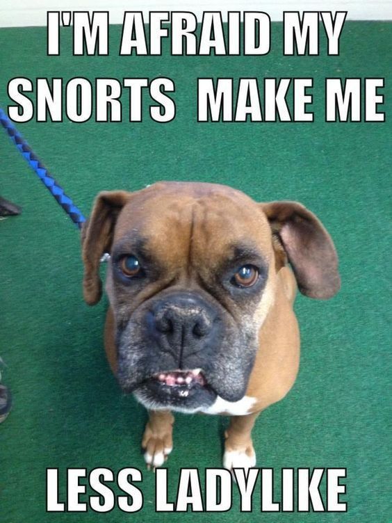 IndyBeginsAt220's tweet image. 🐶🐾🐶🐾🐶🐾🐶🐾🐶🐾🐶🐾🐶🐾
Sarcastic Boxer Says.....................................😅❤️🐶