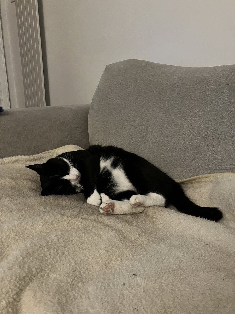 Daniel_Cause's tweet image. It’s all too much for Figaro! #Lionesses