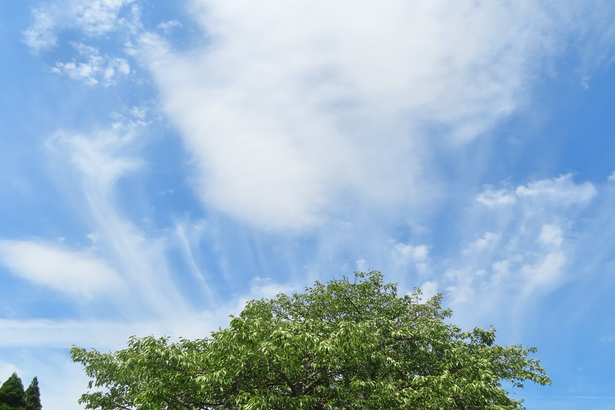 dremifa29's tweet image. おはようございます~🍀
今日は北海道で40℃超えの予報がΣ(゚д゚;) 暑さと天候の急変に気をつけて 無理しないようにお過ごしくださいね
スイスイスイ-ツ水曜日 ひんやり糖分補給をして暑さを乗り切りましょ🍧🥄🐻❄️🎵
今日も一日 よろしくお願いします~🎐
#TLを花でいっぱいにしよう