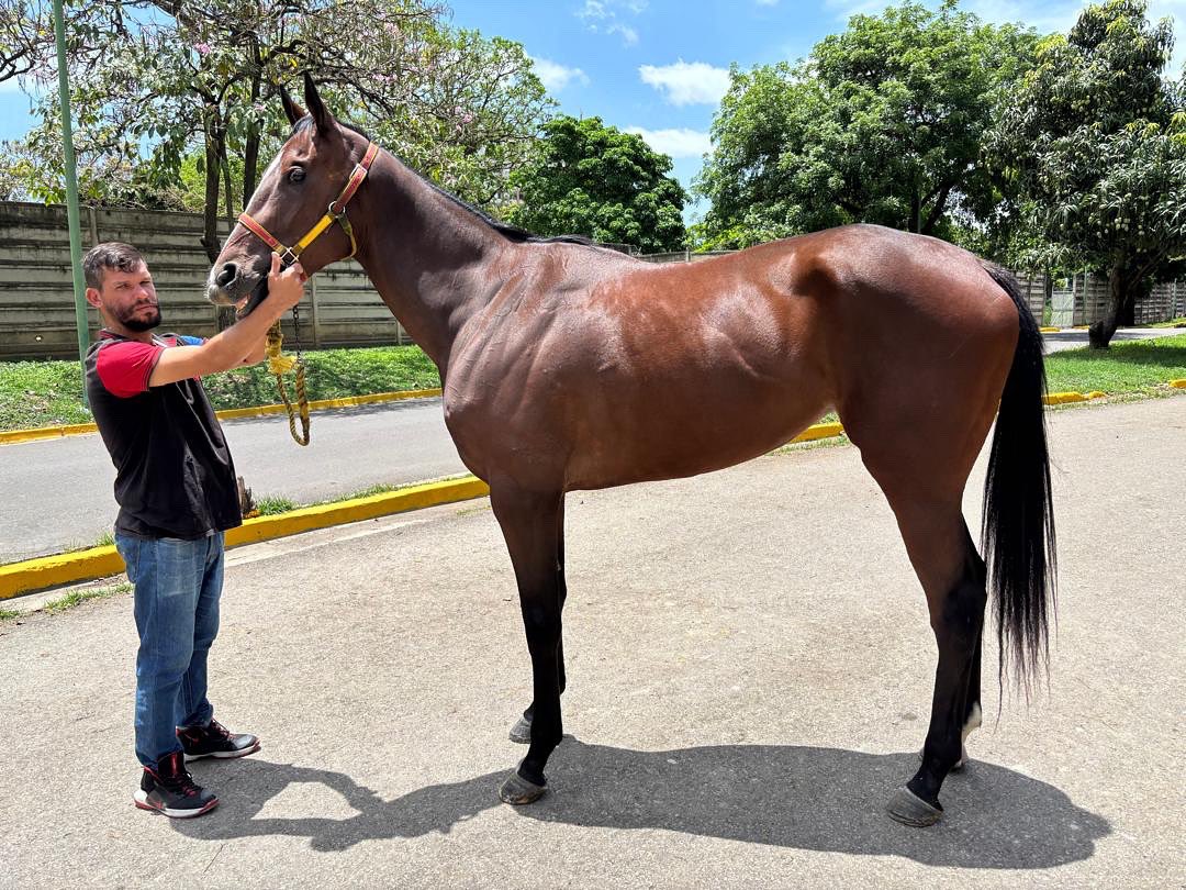 🏇🏻🔥DEBUT EN LA RINCONADA 🏇🏻🔥

Este sábado, 26 de julio, debutará el ejemplar I’m in the Mood en la última carrera de la programación, con la monta de Robert Capriles y el entrenamiento de Humberto Correia para el Stud los Audaces. 🏇🏻🔥🔥

¡Hermosa estampa! 😍😍

#Hipismo