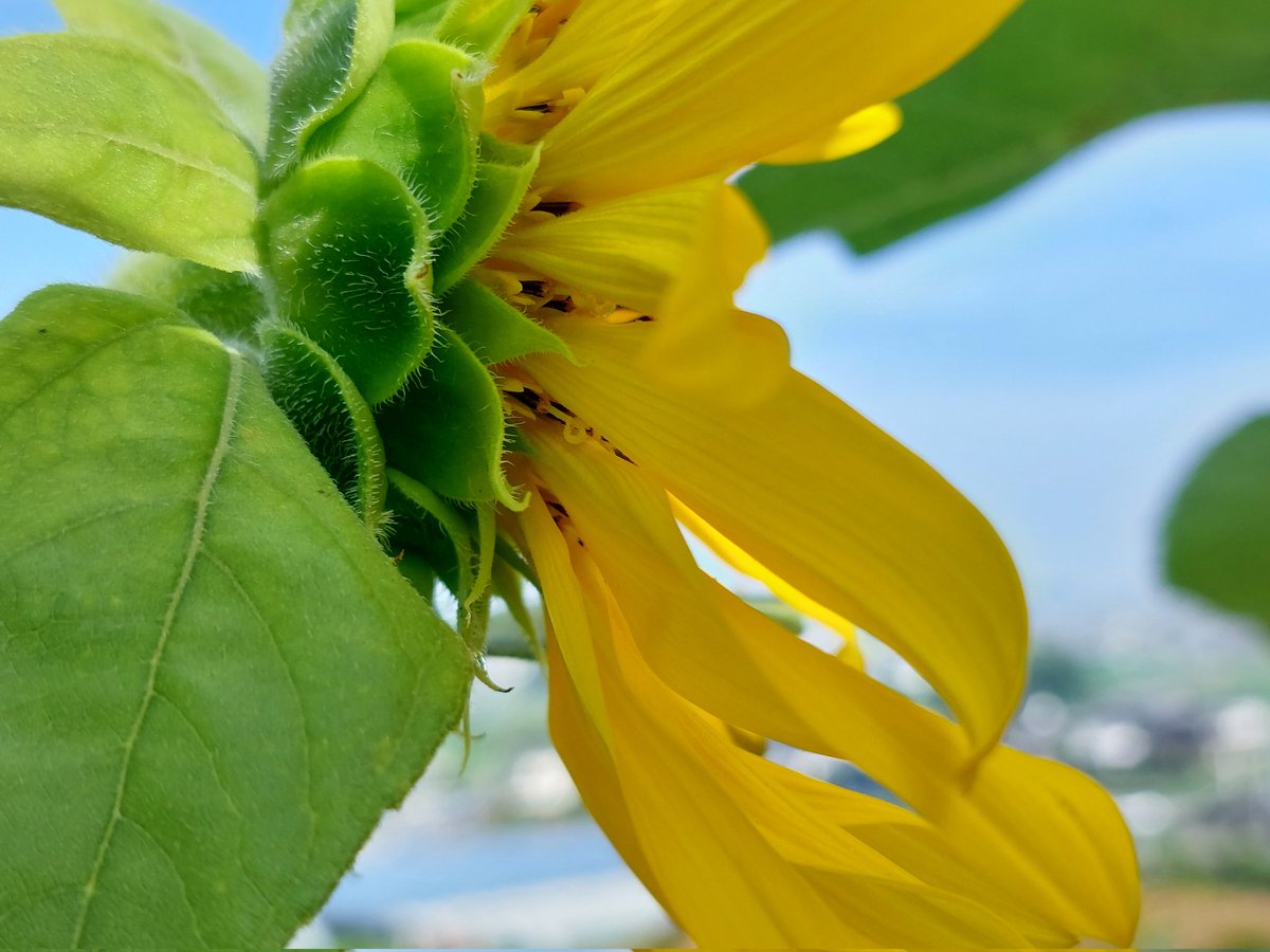 dHuHBSNDDW6QiBo's tweet image. 7/23(水)☀️おはようございます
🍀皆さま🍀
ご訪問有難うございます🥰
🌞プチひまわり祭り~🌞
今年はあっちこっちで
50本ほど育てました
お庭は明るいし大好き🌻✨️
今日も暑いって🥵
何回ひとり言云うんだろう‥‥
木陰が有難いですよね🍃
本日も宜しくお願い致します😊🍀
#お花大好き
