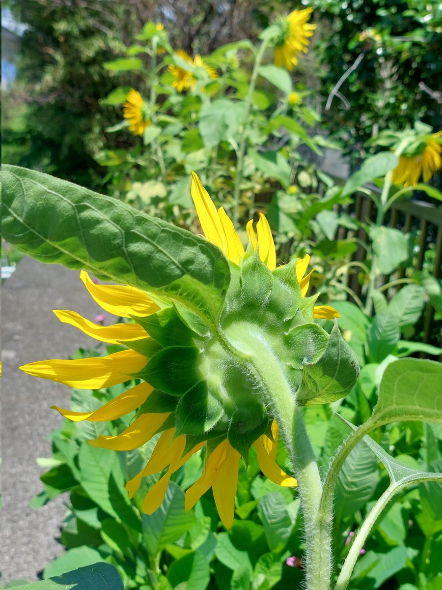 dHuHBSNDDW6QiBo's tweet image. 7/23(水)☀️おはようございます
🍀皆さま🍀
ご訪問有難うございます🥰
🌞プチひまわり祭り~🌞
今年はあっちこっちで
50本ほど育てました
お庭は明るいし大好き🌻✨️
今日も暑いって🥵
何回ひとり言云うんだろう‥‥
木陰が有難いですよね🍃
本日も宜しくお願い致します😊🍀
#お花大好き