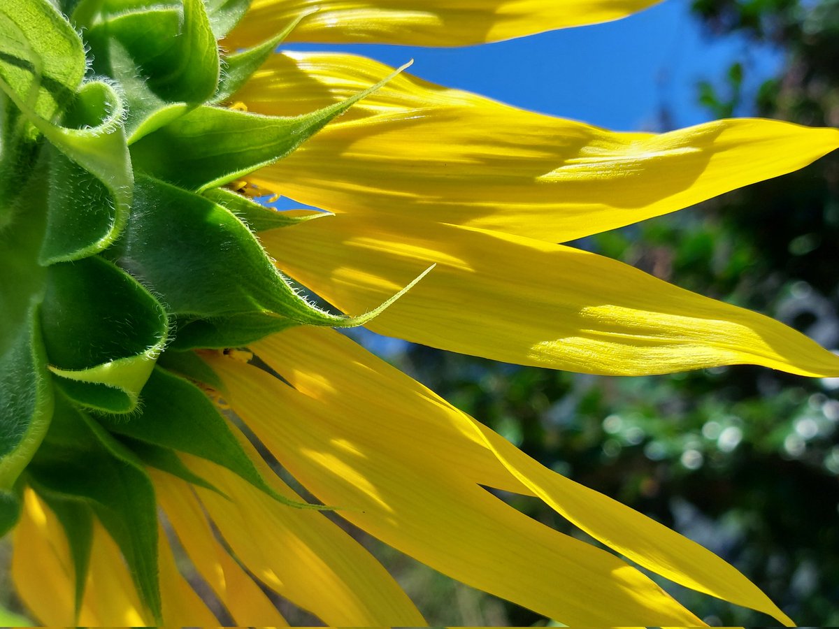 dHuHBSNDDW6QiBo's tweet image. 7/23(水)☀️おはようございます
🍀皆さま🍀
ご訪問有難うございます🥰
🌞プチひまわり祭り~🌞
今年はあっちこっちで
50本ほど育てました
お庭は明るいし大好き🌻✨️
今日も暑いって🥵
何回ひとり言云うんだろう‥‥
木陰が有難いですよね🍃
本日も宜しくお願い致します😊🍀
#お花大好き