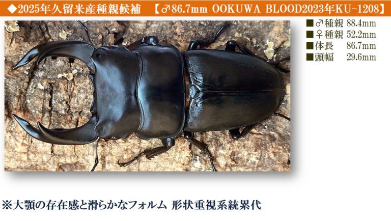 dorcuschone1067's tweet image. 25年度ブリード (17ライン)
・ライン一覧
・系統表
・管理表を更新↓🆙
ookuwablood.com/%ef%bc%92%ef%b…
♂種親は
・23-KU-2106 縦長細身90mm 自ブリ
・23-KM-203 縦横デカく! クマモン氏補強
・23-KU-1208 大顎と艶&滑らか 美形系統
・マツノ22-12 2年連続 本家マツノ
種親ごと異なるブリード 堪能します♪