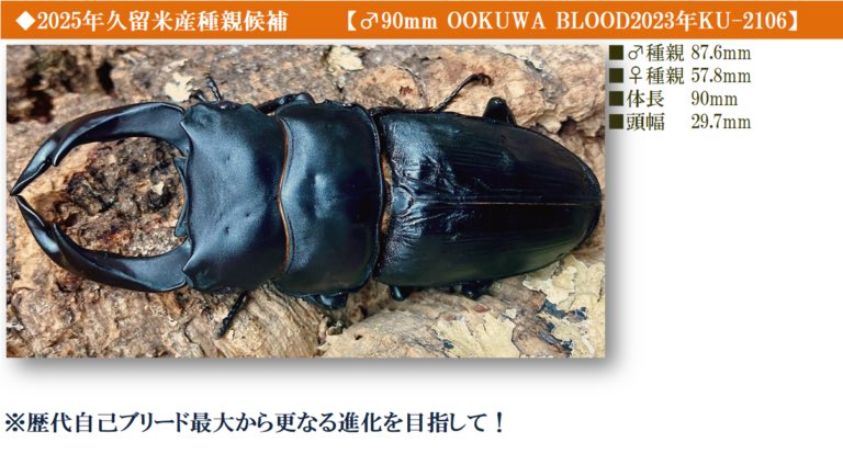 dorcuschone1067's tweet image. 25年度ブリード (17ライン)
・ライン一覧
・系統表
・管理表を更新↓🆙
ookuwablood.com/%ef%bc%92%ef%b…
♂種親は
・23-KU-2106 縦長細身90mm 自ブリ
・23-KM-203 縦横デカく! クマモン氏補強
・23-KU-1208 大顎と艶&滑らか 美形系統
・マツノ22-12 2年連続 本家マツノ
種親ごと異なるブリード 堪能します♪