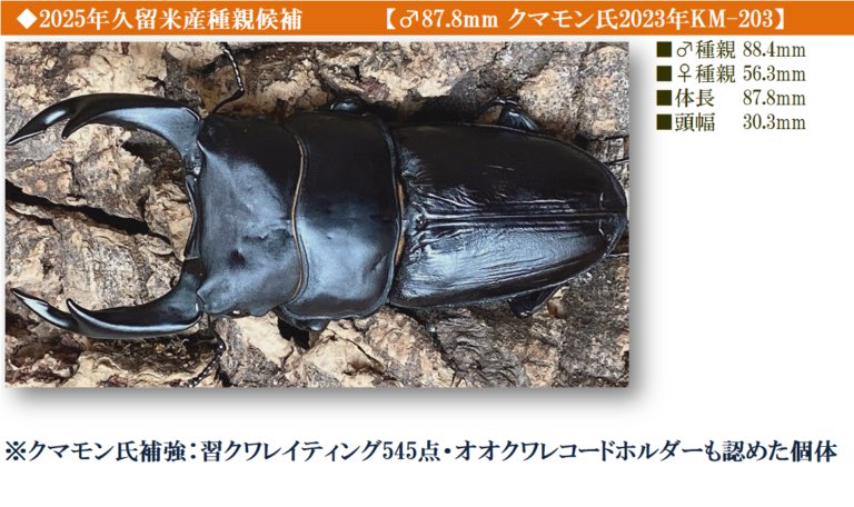 dorcuschone1067's tweet image. 25年度ブリード (17ライン)
・ライン一覧
・系統表
・管理表を更新↓🆙
ookuwablood.com/%ef%bc%92%ef%b…
♂種親は
・23-KU-2106 縦長細身90mm 自ブリ
・23-KM-203 縦横デカく! クマモン氏補強
・23-KU-1208 大顎と艶&滑らか 美形系統
・マツノ22-12 2年連続 本家マツノ
種親ごと異なるブリード 堪能します♪