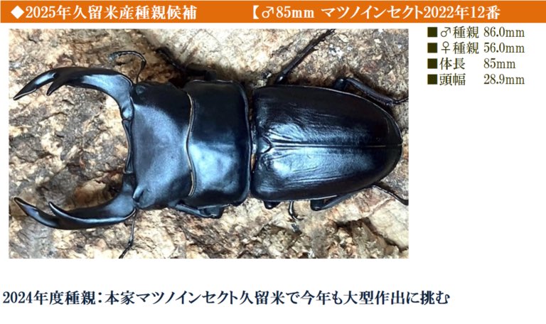 dorcuschone1067's tweet image. 25年度ブリード (17ライン)
・ライン一覧
・系統表
・管理表を更新↓🆙
ookuwablood.com/%ef%bc%92%ef%b…
♂種親は
・23-KU-2106 縦長細身90mm 自ブリ
・23-KM-203 縦横デカく! クマモン氏補強
・23-KU-1208 大顎と艶&滑らか 美形系統
・マツノ22-12 2年連続 本家マツノ
種親ごと異なるブリード 堪能します♪