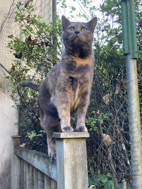 JoyceCarolOates's tweet image. asking AI to compose "the most adorable kitty-picture, ever" & AI sweetly responded: "You already have it."
