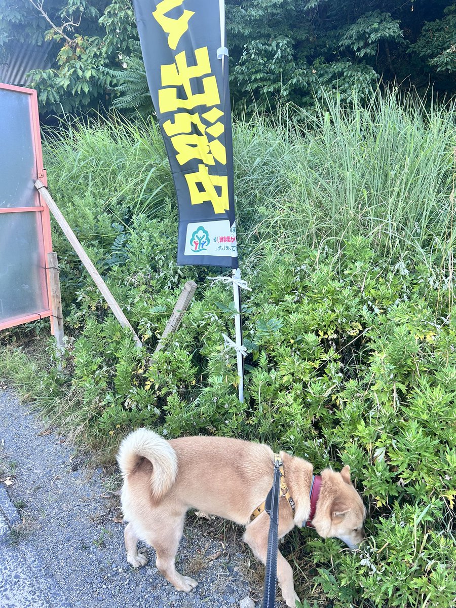 ranchannohero's tweet photo. あ、注意喚起、、、現在進行形なんだ、、、、、今日死ぬじゃん、、、、、と思いながら毎回散歩に挑んでいます、、、、。熊の駆除に反対の人って頭大丈夫そ？？？ https://t.co/9kTpVPLbM1