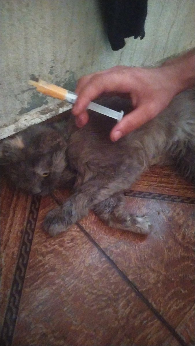 yousefmohmoud25's tweet image. I bought her medicine, but her fragile body can only recover with food.
She hasn't moved in hours... and I fear she'll never wake up. 😢
I've asked for help many times... I've begged for even a little food,
but donations haven't been enough, and now my hands are empty...…