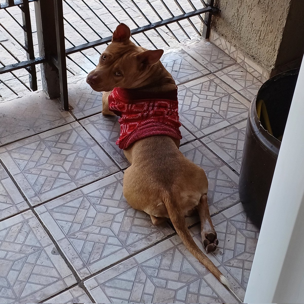 loroquinnha's tweet image. desenhei minha cachorrinha como uma adolescente rebelde que adora morder tudo e todos ! #xppenpet