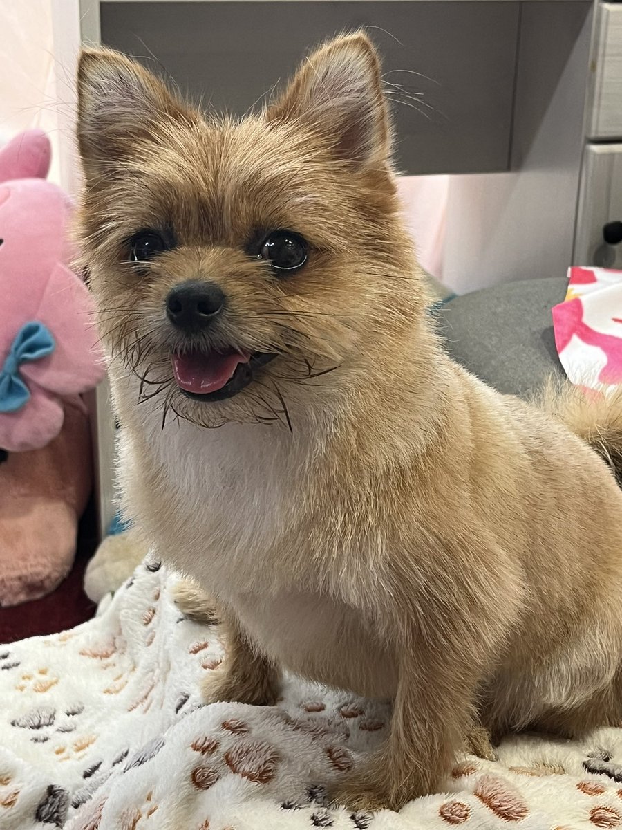 wanko_love1010's tweet image. あたちもサマーカットしてきたでしゅ🐶ᩚ
可愛いでしゅか??
ますます来夢お姉ちゃんに顔が似てきたって言われたでしゅ⸜(๑⃙⃘'ᵕ'๑⃙⃘)⸝⋆︎*
濃さは違うけど背中の線も一緒でしゅ♡
#またX不具合
#來杏初のサマーカット #来夢と一緒
#チワワ党 #わんこ様