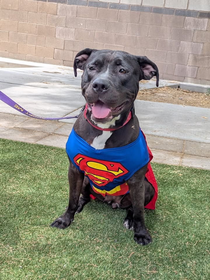 animalfndlv's tweet image. This is Stella. She’s one of our At-Risk animals.
Our team works tirelessly for Stella & all of the pets on our At-Risk list. There’s only so much we can do in the shelter.
That’s where you come in: animalfoundation.com/atriskanimals
Stella’s ID# is A1362603. 4 years old, 53 pounds
