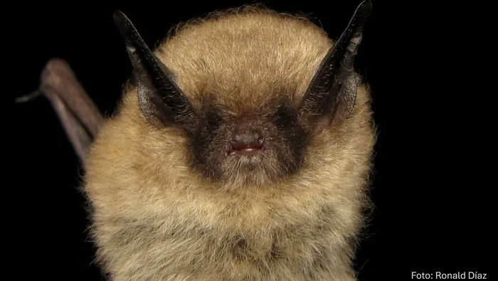 🦇Descubren nueva especie de murciélago en Lima y Arequipa ► bit.ly/3GVut0L

Esta especie, nombrada en honor a la cultura Wari, se caracteriza por tener el antebrazo más largo entre sus pares neotropicales.