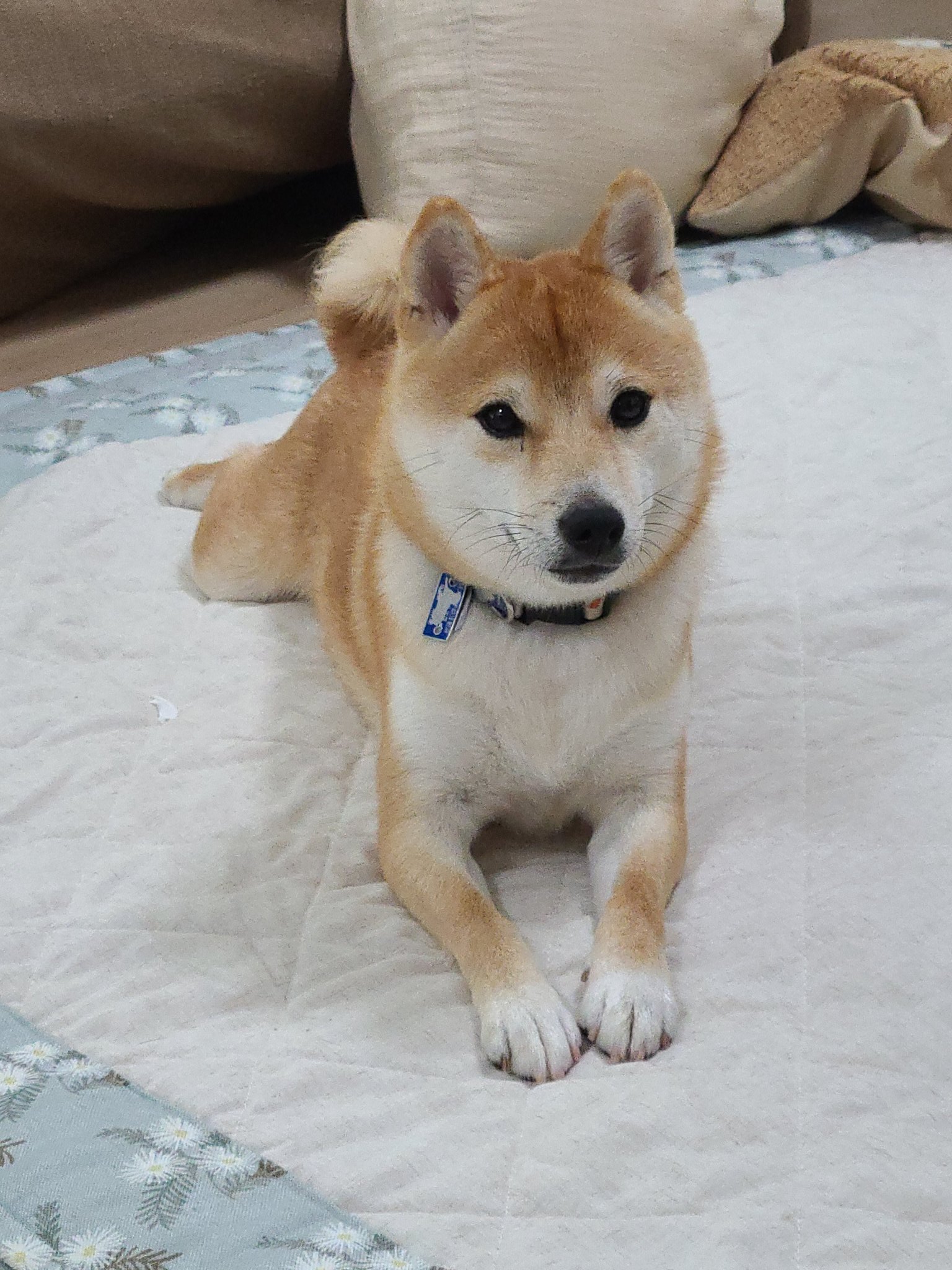 胃腸が弱い豆柴7点 My puppy was diagnosed with intestinal allergies and has not