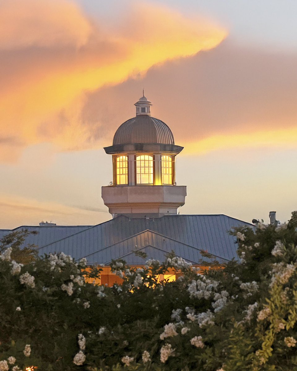49erAlumni's tweet image. Niner Gold is not just a part of @unccharlotte's colors, it shines across our campus too โ๏ธ ๐ค