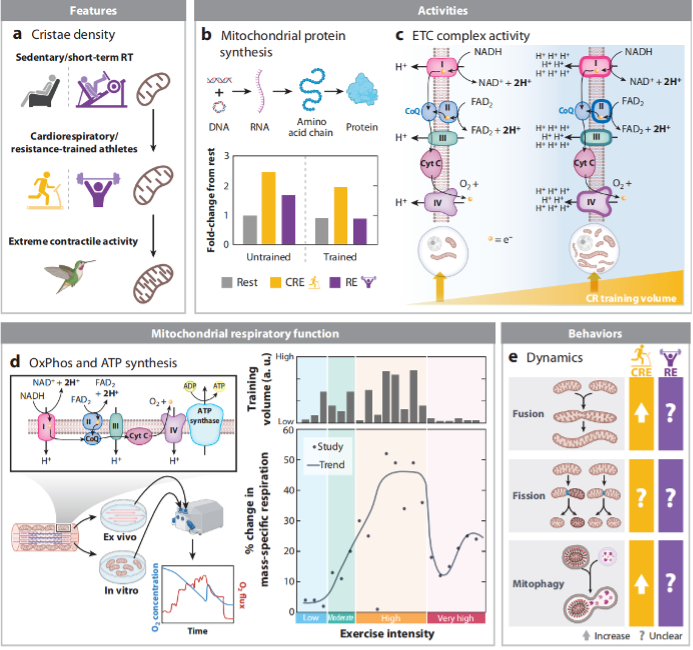 AdvExHlthSci's tweet image. New @AnnuRevPhysiol review: Exercise alters skeletal muscle mitochondria.
🔹 Volume ↑ with training (needs intensity)
🔹 High-intensity > moderate for MitoPS & respiration
🔹 Fusion ↑; mitophagy unclear
Training dose/type matters.
🔗 bit.ly/3IFJjZS