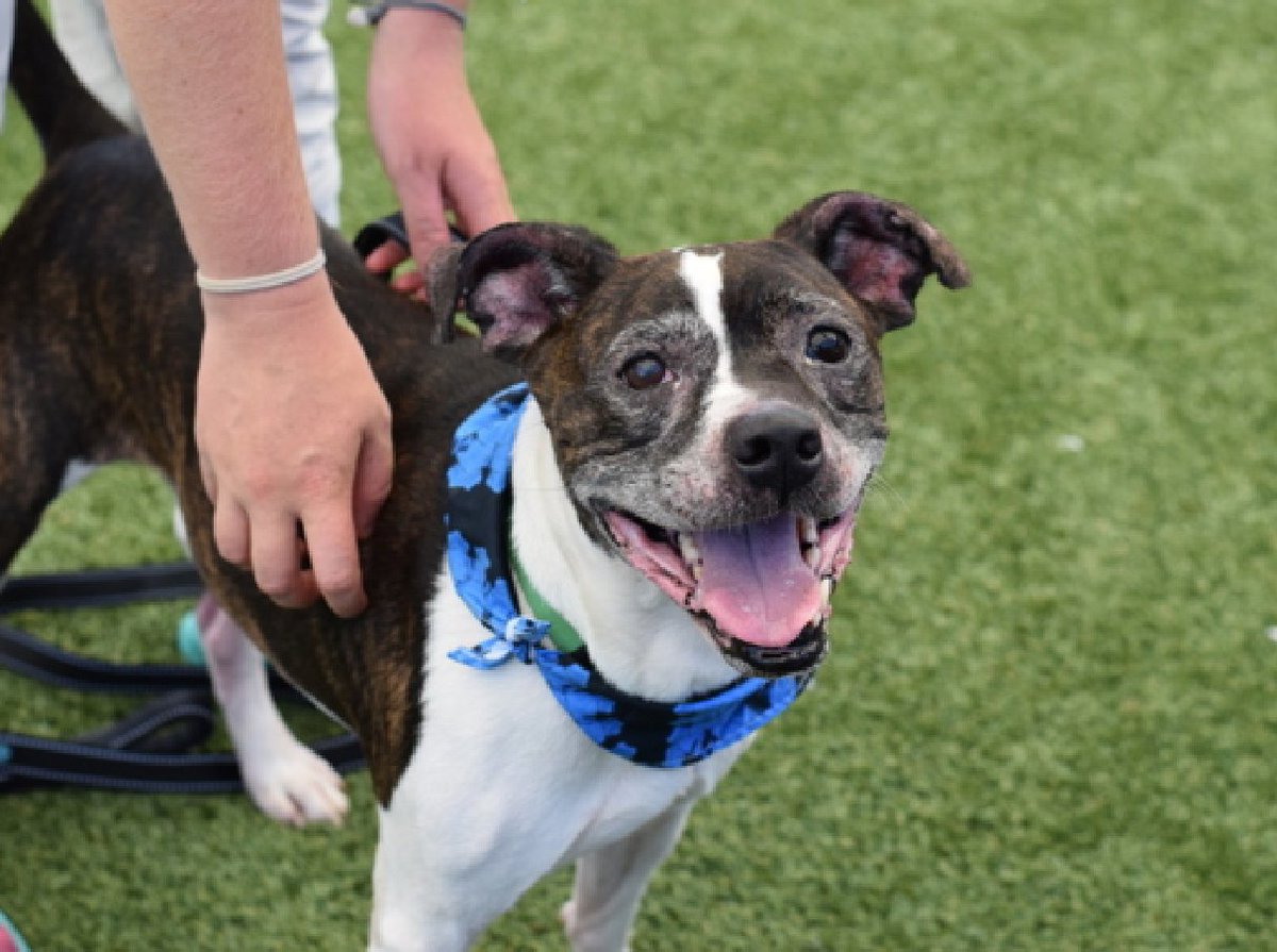 nycgov's tweet image. The @NYCACC's mobile adoption center is headed to the Upper West Side on Saturday and Sheepshead Bay on Sunday!
The ACC is at-capacity and looking for people interested in adoption or fostering.
View pets: nycacc.app
Foster: nycacc.org/foster