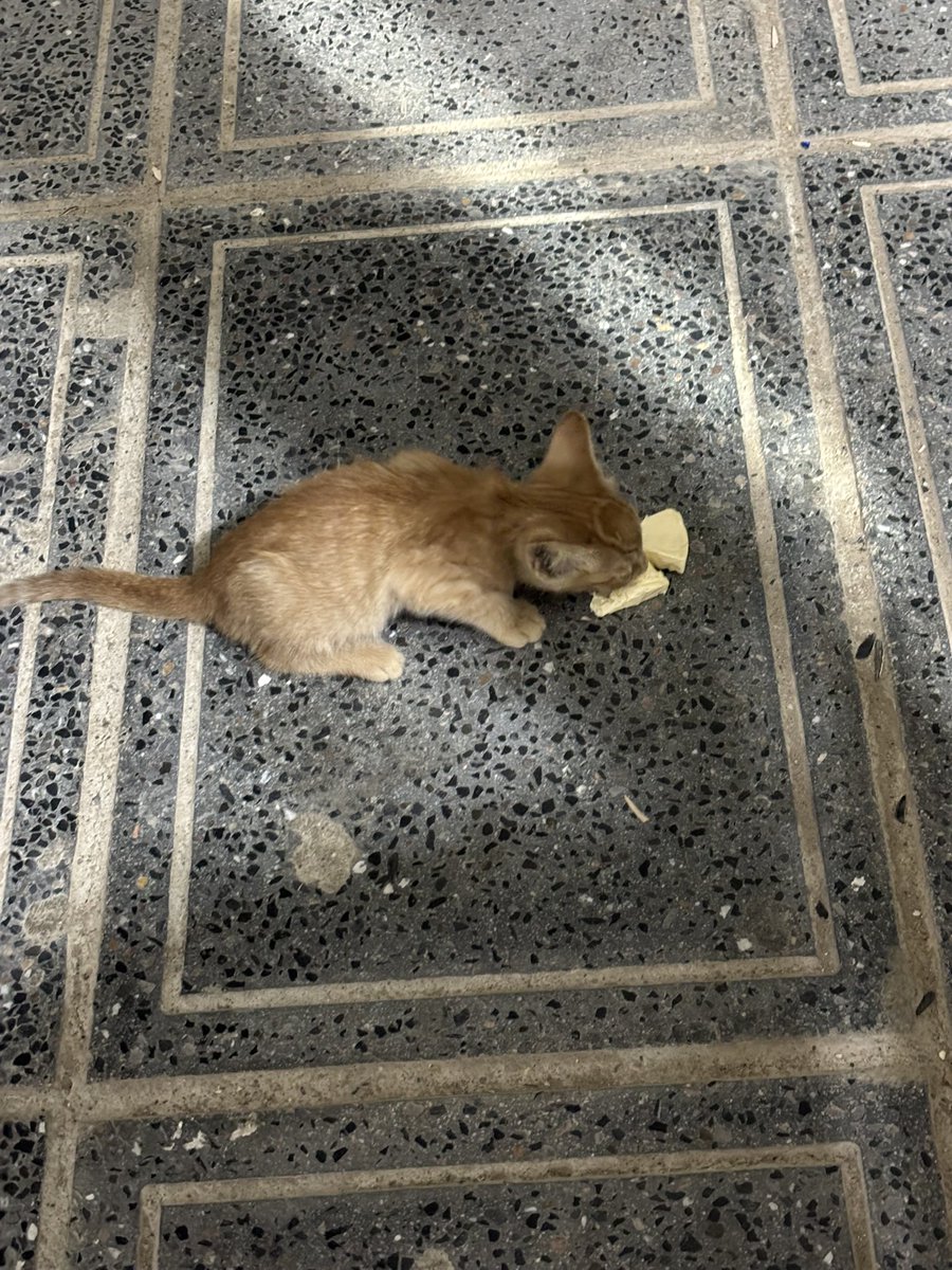 weshh2436's tweet image. mi querida taza 🇲🇦