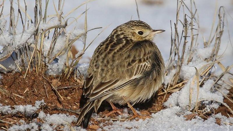 Listen: Healthy native rangelands support songbird species dlvr.it/TM3gGC