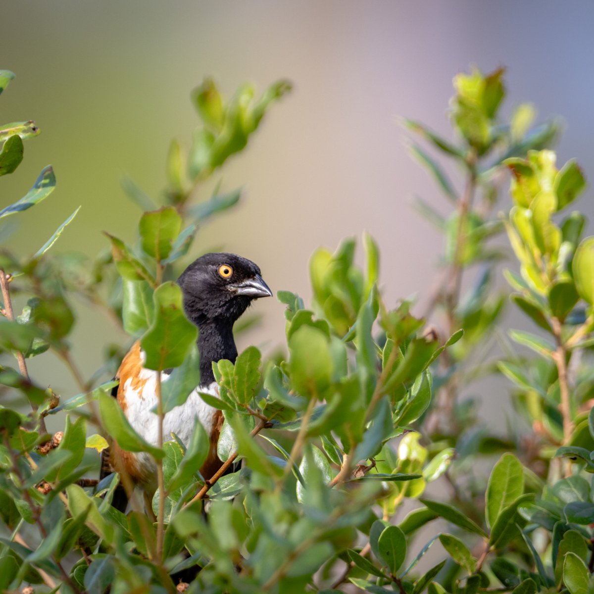 acealeam's tweet image. and Towhee do i owe the pleasure? #easterntowhee