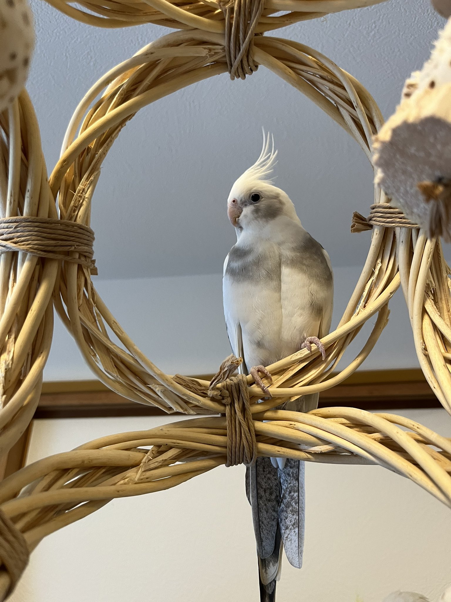 モンちゃん成長記録、時々オカメインコ on X: 
