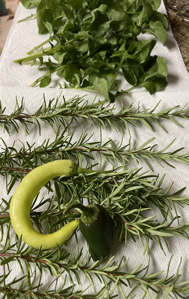 lil garden harvest 🌿 arugula, rosemary, jalapeño and another spicy pepper i forgot the name lmao