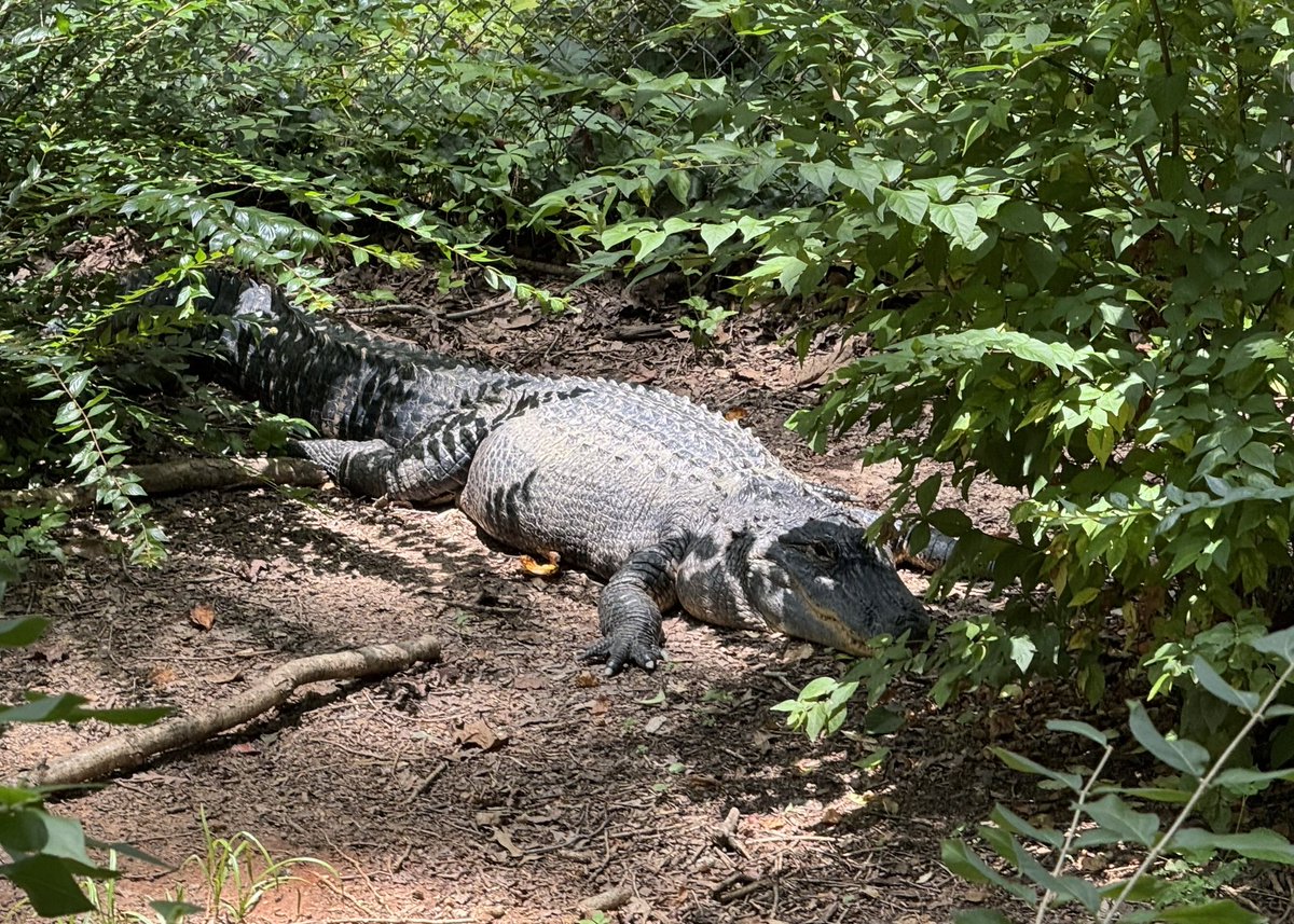 NapierKurt's tweet image. We’re in Athens, GA this week for my wife’s work training. We saw a Gator at the zoo. Left some artwork at the local library. 🐊