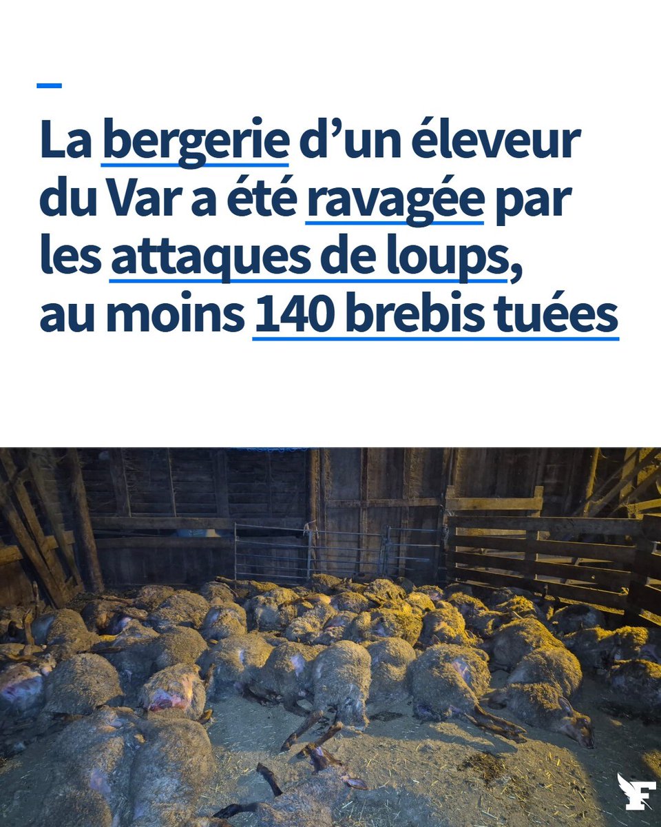 Le_Figaro's tweet image. Malgré les patous, les caméras, l’extrême vigilance des éleveurs, les louvetiers et les clôtures, le loup fait désormais couler le sang jusque dans les bergeries. Devant tant d’audace, le maire de Brenon craint pour la population. →l.lefigaro.fr/UbK