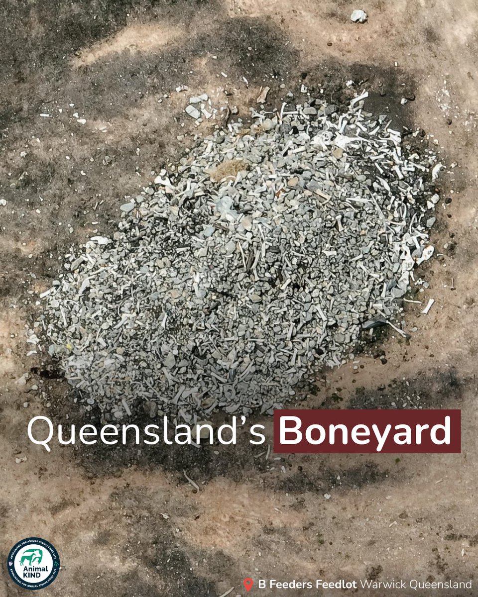 animalkind_aus's tweet image. At B Feeders Feedlot, on Bundjalung country near Warwick, Queensland, the dead are left behind. Piles of bones — sun-bleached, picked over — lie beside the living.

No shade. No water. No dignity in life, and none in death.

B Feeders calls it &quot;integrity and respect&quot;.