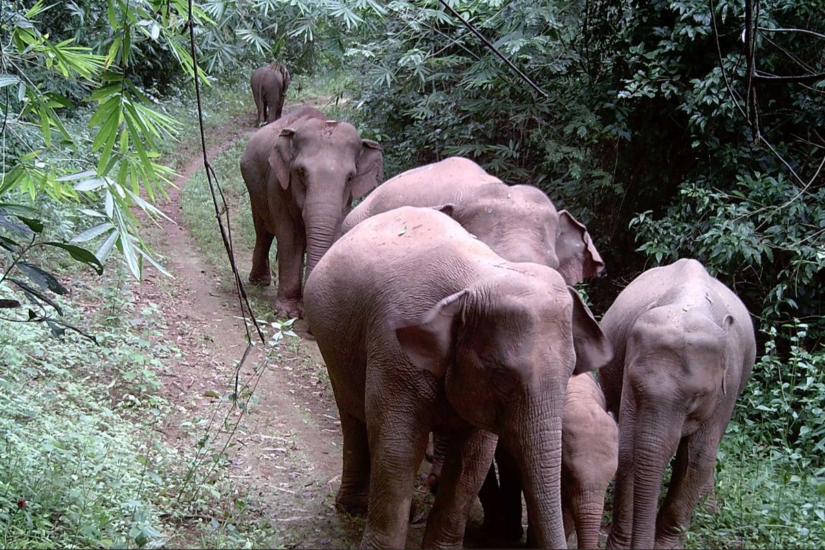 UNDPClimate's tweet image. “When people benefit from the forest, they become active protectors of it.”
This @theGEF @UNDPVietNam project knows that to protect the elephants that wander the vast Dong Nai Biosphere Reserve, solutions must work #ForPeopleForPlanet.
go.undp.org/wZp