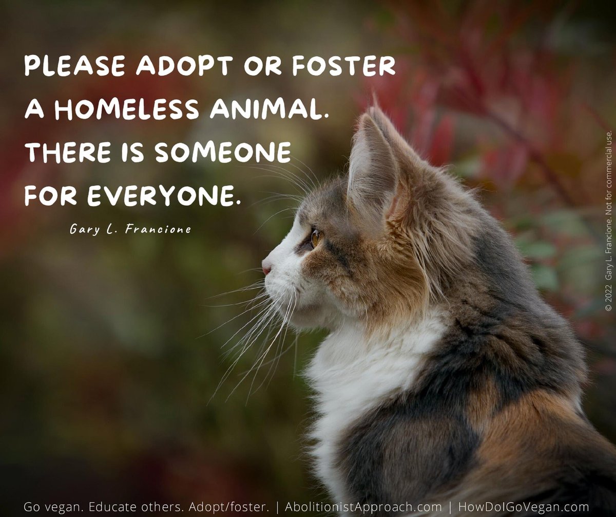 garylfrancione's tweet image. NYC-ACC kill lists now called "Emergency Placement". Shelter stress makes adoptions/fosters URGENT: tinyurl.com/EMERG-ACC Others here: tinyurl.com/FBK-ACC OR shelters near you. They are in this mess because of us. #Adopt #foster any animal(s) you can. Thank you & go #vegan.