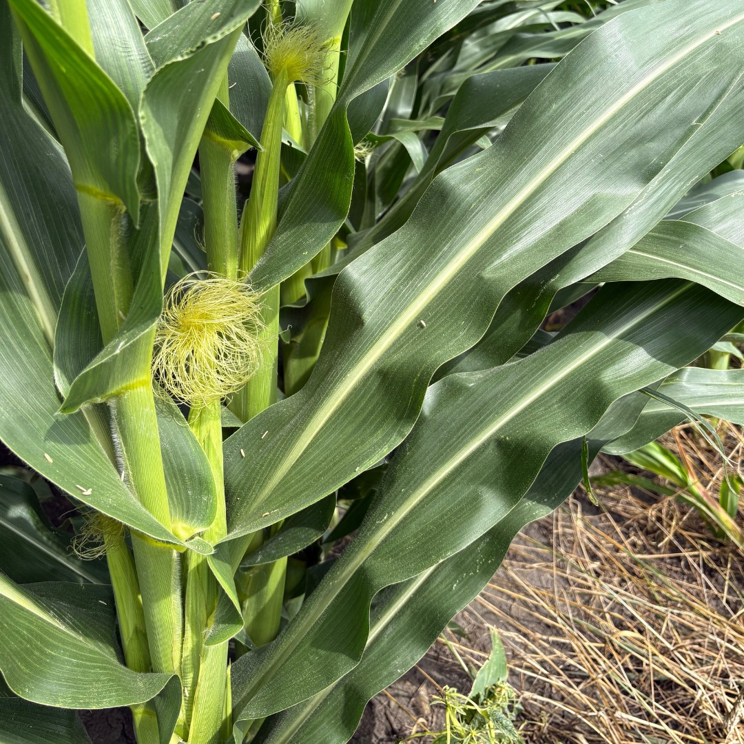 BayerTraits's tweet image. It’s not just the heat, it’s the corn sweat. 🌽💦 With temps spiking, mature corn is looking to release moisture into the air once again, cranking up the humidity. If you’re working outside, follow these tips.
Don't forget to:
💧 Stay hydrated
🌳 Rest in the shade
🥵 Monitor the…