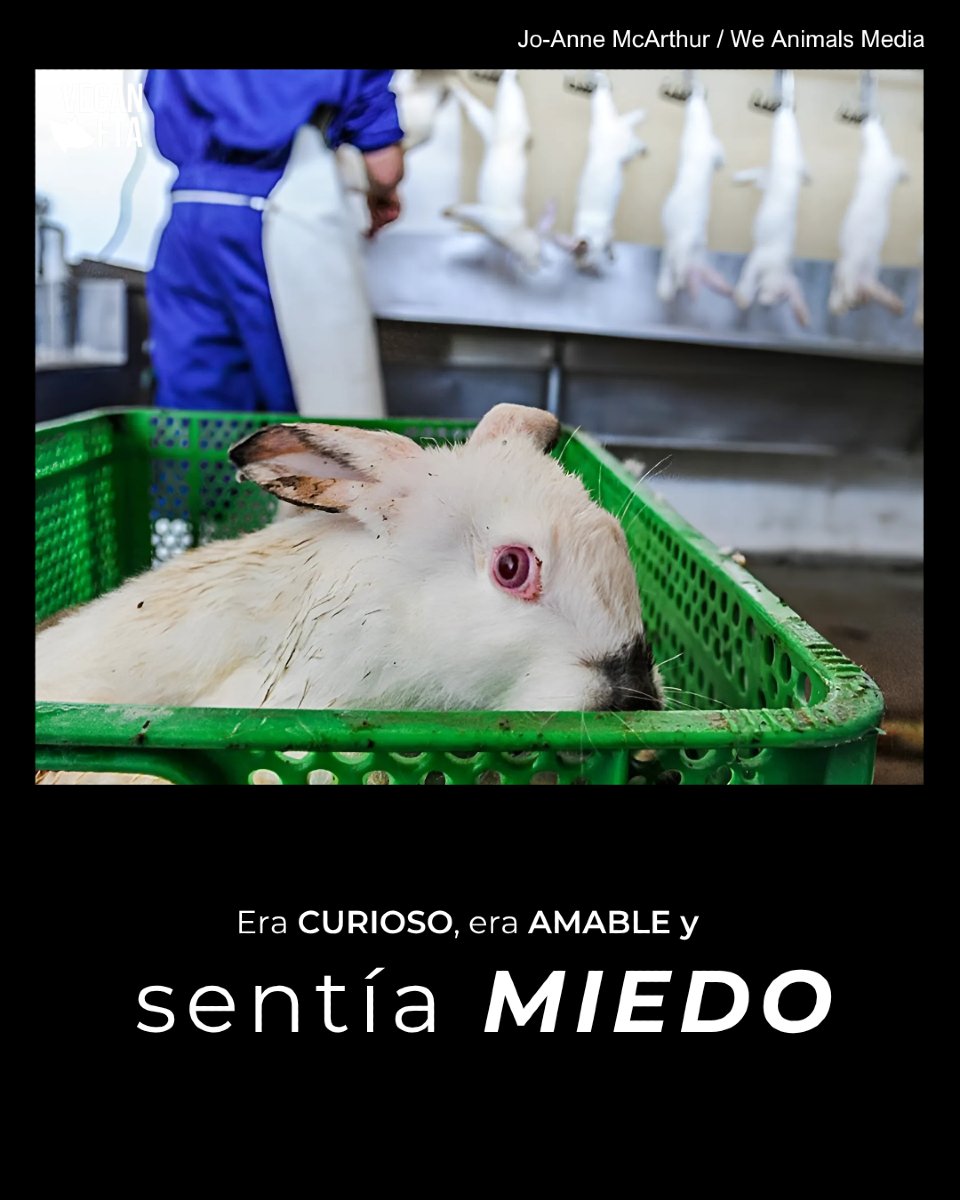 VeganFTAEspanol's tweet image. Los animales tienen la capacidad de sentir emociones positivas y negativas, alegría y tristeza, tranquilidad y miedo 💔

👉 Ayuda gratuita para hacerte vegan: bit.ly/Vegano22

#conejo #miedo #conejitos #respetoanimal #rabbits