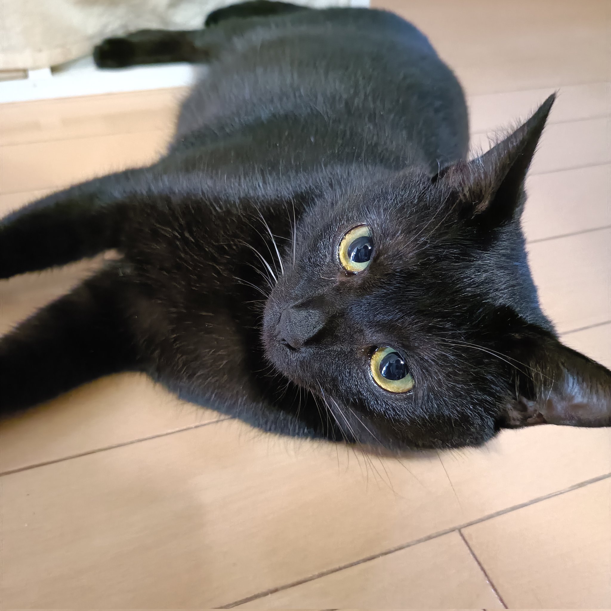 黒猫0619 シナダ SHINADA ぬいぐるみ もちねこ クロ(XL) MONE-0880B
