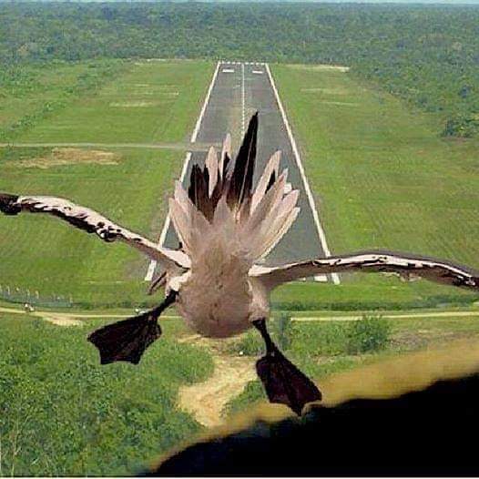 dbc603's tweet image. Got the word today...private pilot checkride is scheduled for August 8th!
Comin' in hot! @MickeyBlowtorch