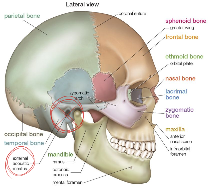 ThwillArtz | Streams on Twitch tweet media