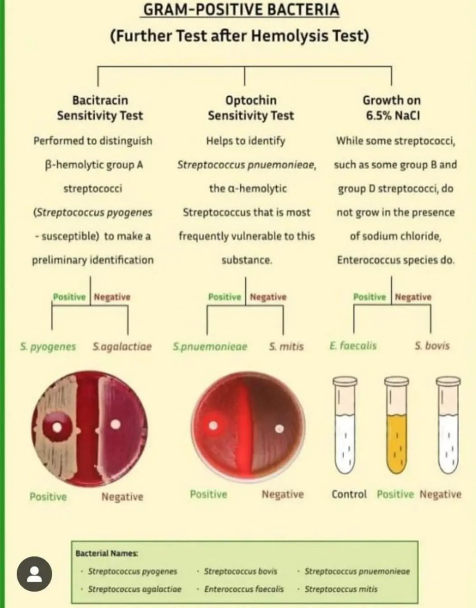 Gram positive bacteria (further test after hemolysis test)