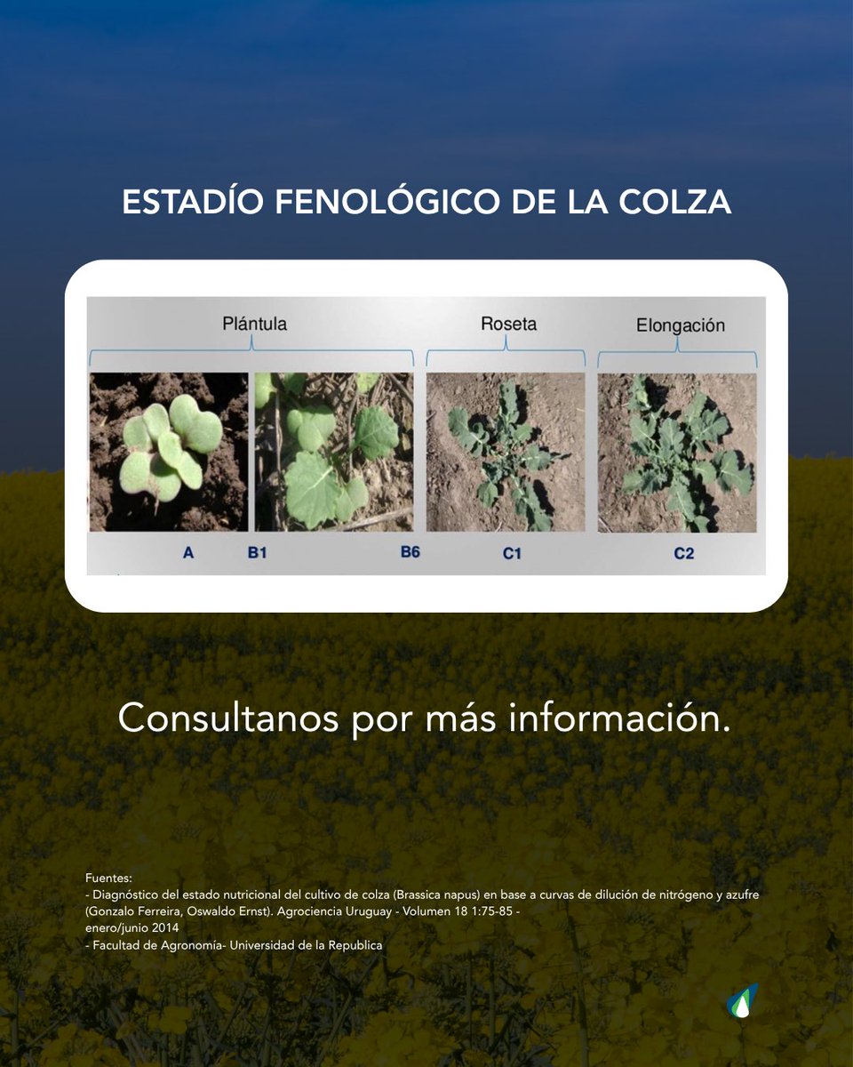 Les compartimos una estrategia de manejo de fertilización en colza.
¡Consultanos por más información!
‌
📲4567 7974 / 098 596 930
📧laboratorio@agrofertil.com.uy
*Recibimos muestras de todo el país.