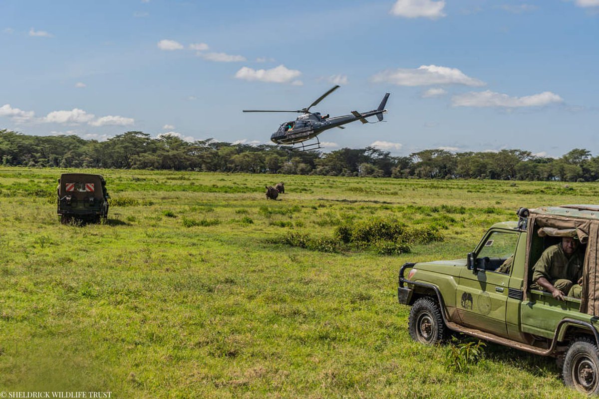 SheldrickTrust's tweet image. Since our early days - think 50 years ago - we've been involved in rhino conservation in Kenya. In recent years we've funded the extension of the Meru Rhino Sanctuary, treated injured rhinos, rescued orphans, and in May, our helicopter played a crucial role in moving 12…