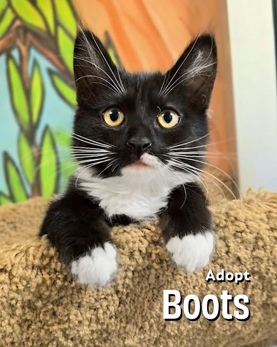 👢 🥾 Boots is such a polite, lil lady!
joybound.org/adopt/